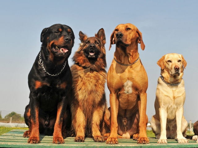 Крупные породы собак в Ленске | ЗооТом портал о животных