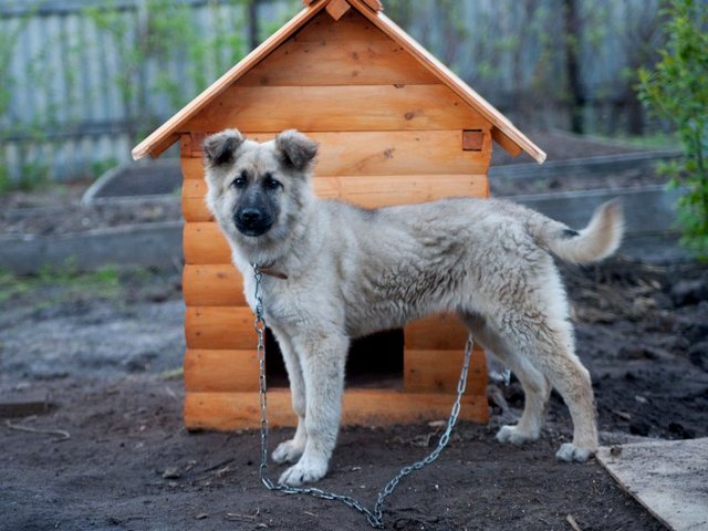 Все о собаках в Ленске
